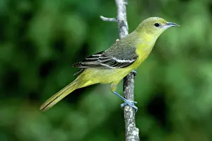 Icterus: Orchard Oriole (Icterus spurius) female