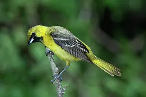 Icterus: Orchard Oriole (Icterus spurius) juvenile male