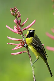Oriole: Orchard Oriole - immature male feeding on flowers