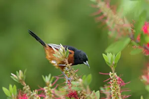Oriole: Orchard Oriole - male feeding on Bottlebrush flowers