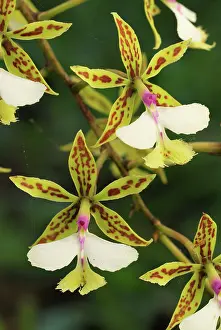 Epidendrum: Orchid