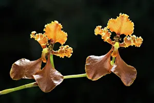 Punctatum: Orchid