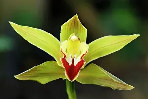 Cymbidium: Orchid