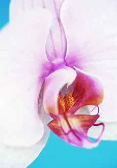 Erotic: Orchid