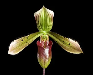 Paphiopedilum: Orchid