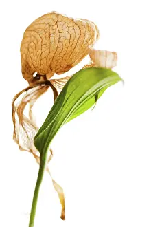 Cypripedium: Orchid