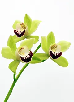 Cymbidium: Orchid