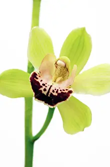 Erotic: Orchid