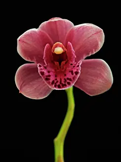 Cymbidium: Orchid