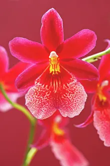 Cymbidium: Orchid