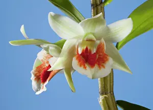 Dendrobium: Orchid
