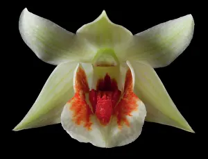 Dendrobium: Orchid