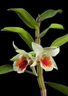 Dendrobium: Orchid