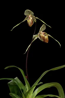 Paphiopedilum: Orchid