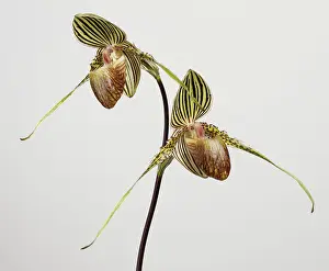 Paphiopedilum: Orchid
