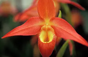 Erotic: Orchid