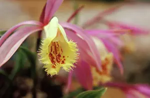 Windowsill: Orchid