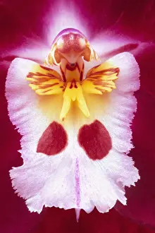 Comedy: Orchid