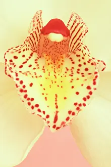 Comedy: Orchid