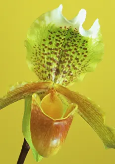 Comedy: Orchid