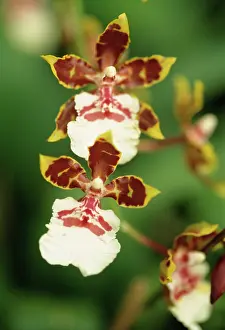 Zygopetalum: Orchid