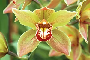 Cymbidium: Orchid