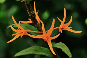 Dendrobium: Orchid