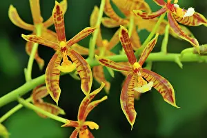 Mannii: Orchid