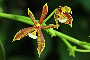 Mannii: Orchid