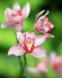Cymbidium: Orchid