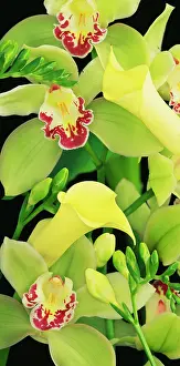 Cymbidium: Orchid