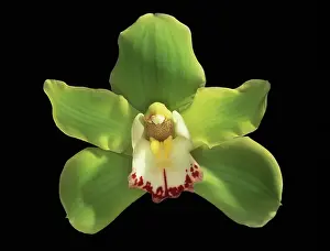 Cymbidium: Orchid