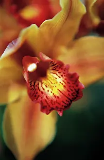 Cymbidium: Orchid