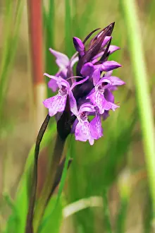 Dactylorhiza: Orchid