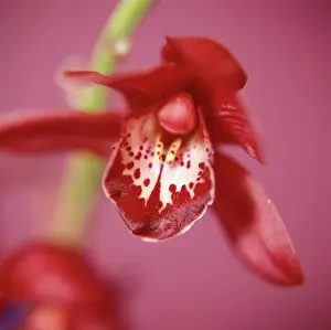 Cymbidium: Orchid