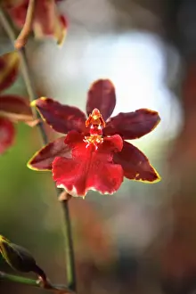 Odontoglossum: Orchid