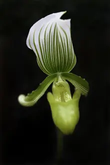 Paphiopedilum: Orchid