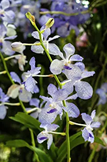 Siam: Orchid
