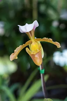 Slipper: Orchid