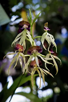 Epiphytic: Orchid