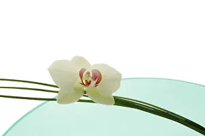 Minimal: Orchid