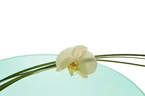 Minimal: Orchid