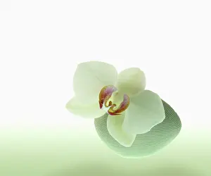 Minimal: Orchid