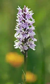 Dactylorhiza: Orchid