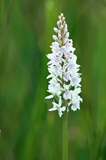 Maculata: Orchid