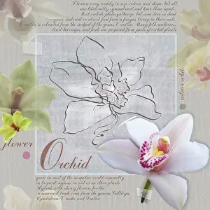 Cymbidium: Orchid