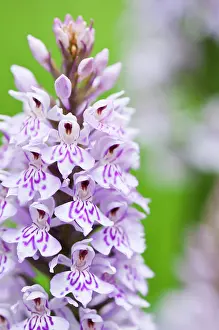 Dactylorhiza: Orchid