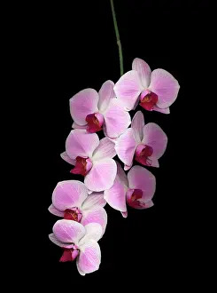 Exquisite: Orchid