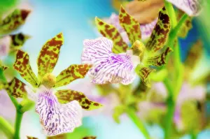 Zygopetalum: Orchid