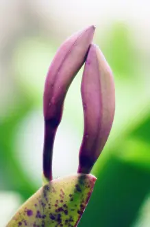 Adoring: Orchid